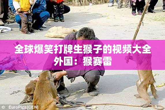 全球爆笑打牌生猴子的视频大全外国：猴赛雷