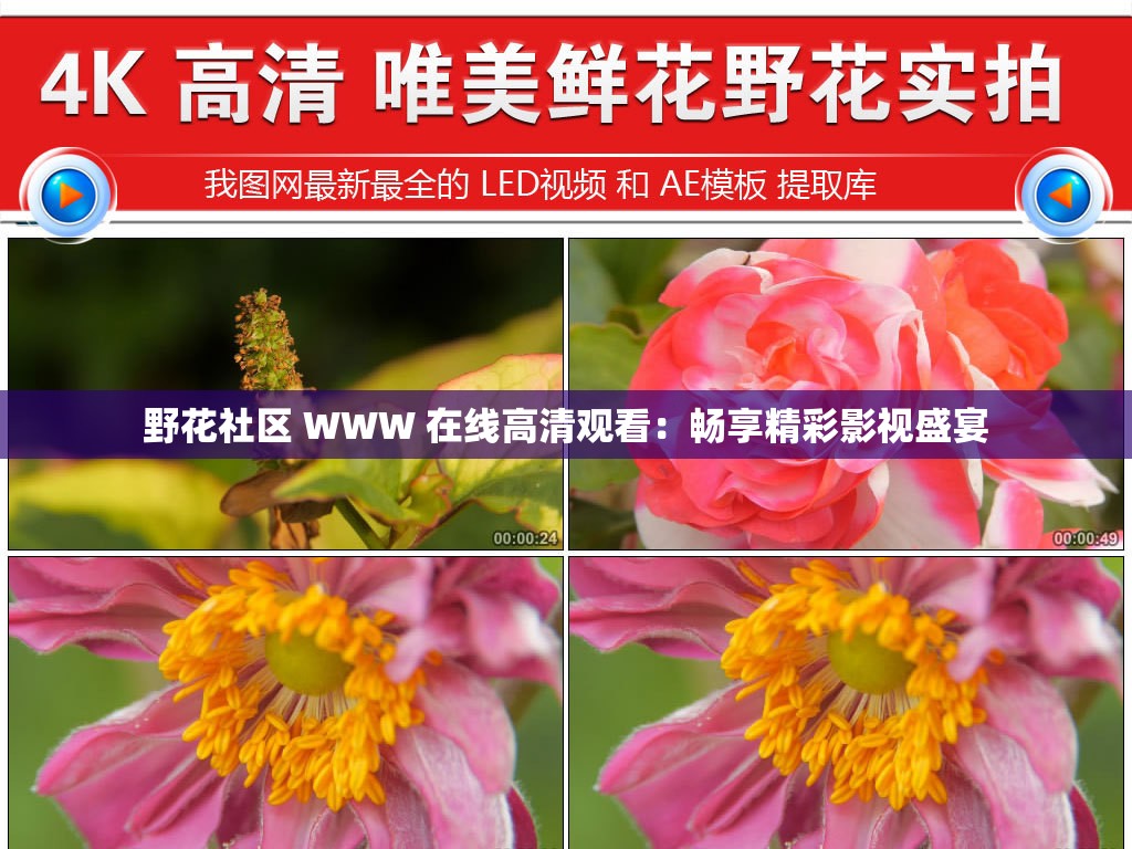 野花社区 WWW 在线高清观看：畅享精彩影视盛宴