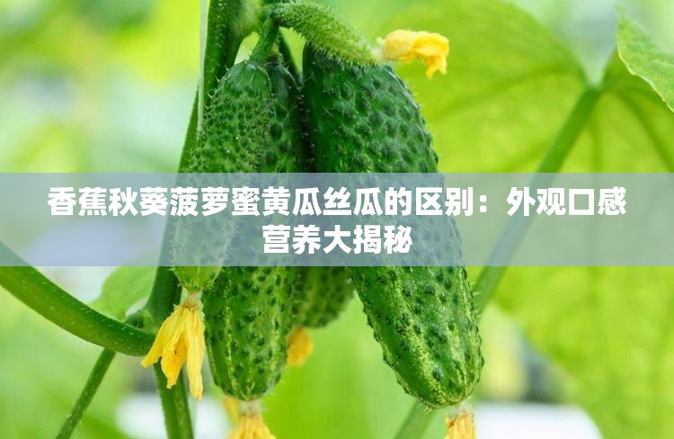 香蕉秋葵菠萝蜜黄瓜丝瓜的区别：外观口感营养大揭秘