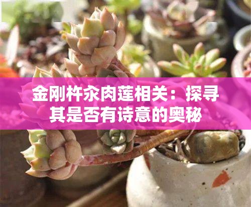 金刚杵汆肉莲相关：探寻其是否有诗意的奥秘