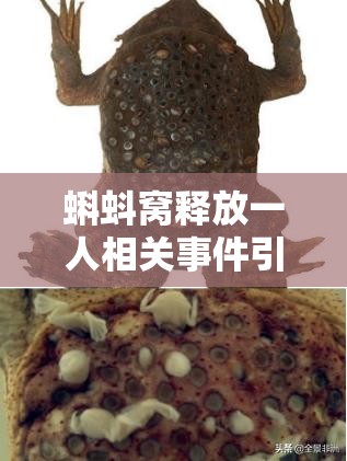 蝌蚪窝释放一人相关事件引发的后续动态探讨