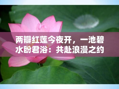 两瓣红莲今夜开，一池碧水盼君浴：共赴浪漫之约