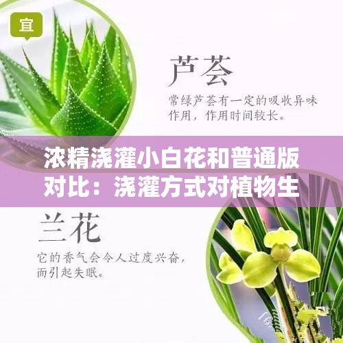 浓精浇灌小白花和普通版对比：浇灌方式对植物生长的影响