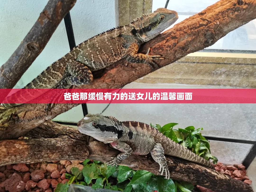 爸爸那缓慢有力的送女儿的温馨画面