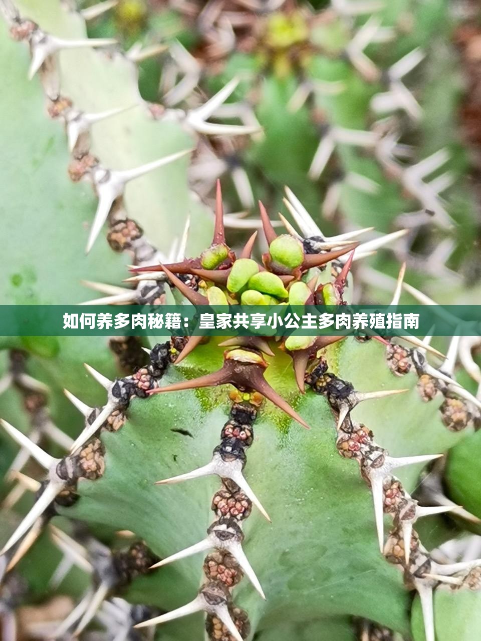 如何养多肉秘籍：皇家共享小公主多肉养殖指南