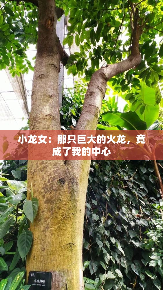 小龙女：那只巨大的火龙，竟成了我的中心