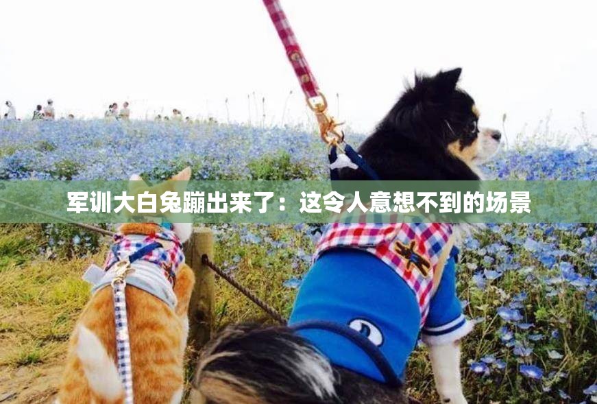 军训大白兔蹦出来了：这令人意想不到的场景