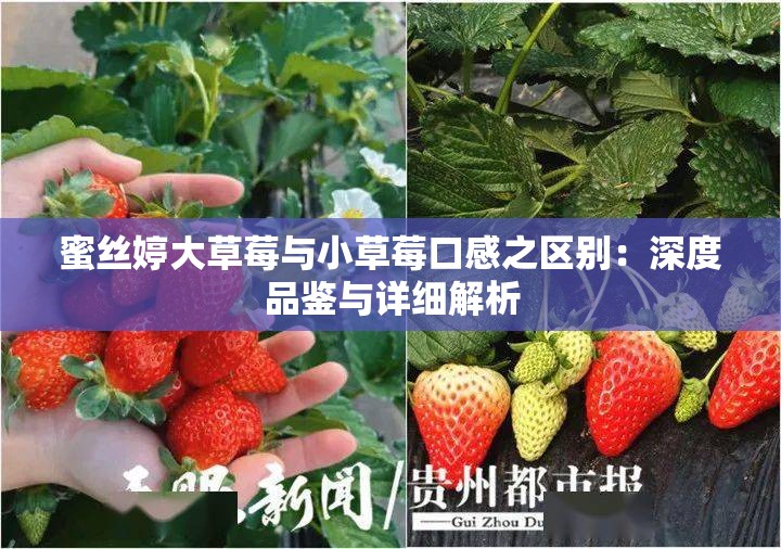 蜜丝婷大草莓与小草莓口感之区别：深度品鉴与详细解析