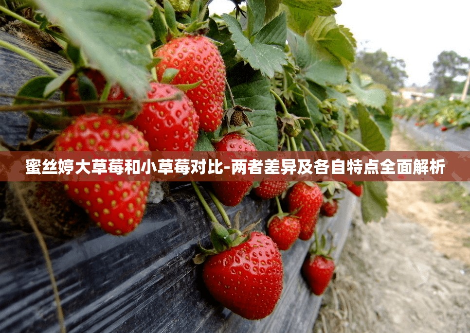 蜜丝婷大草莓和小草莓对比-两者差异及各自特点全面解析