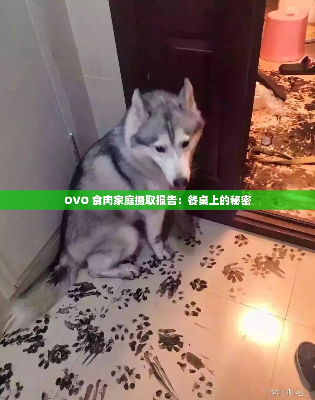 OVO 食肉家庭摄取报告：餐桌上的秘密