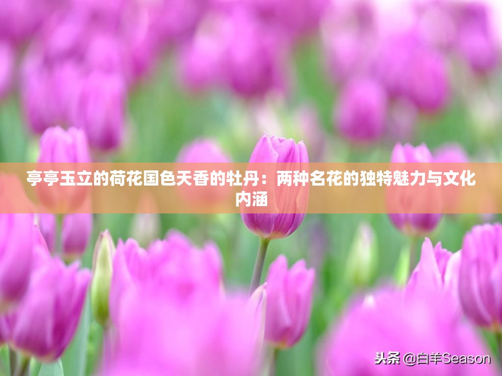 亭亭玉立的荷花国色天香的牡丹：两种名花的独特魅力与文化内涵