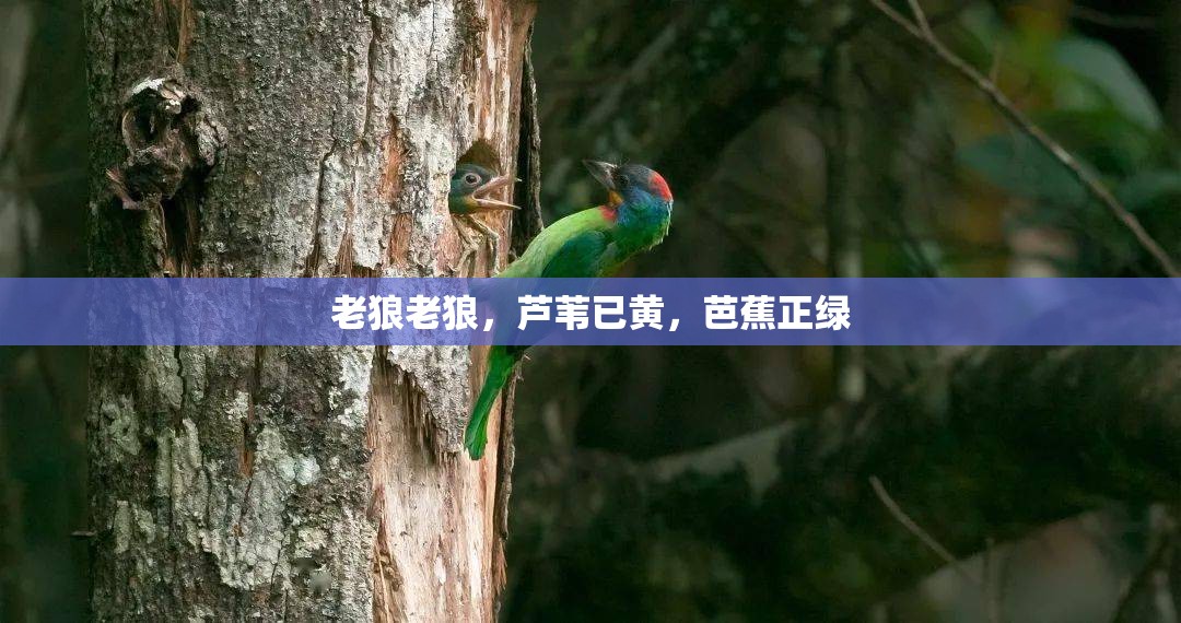 老狼老狼，芦苇已黄，芭蕉正绿