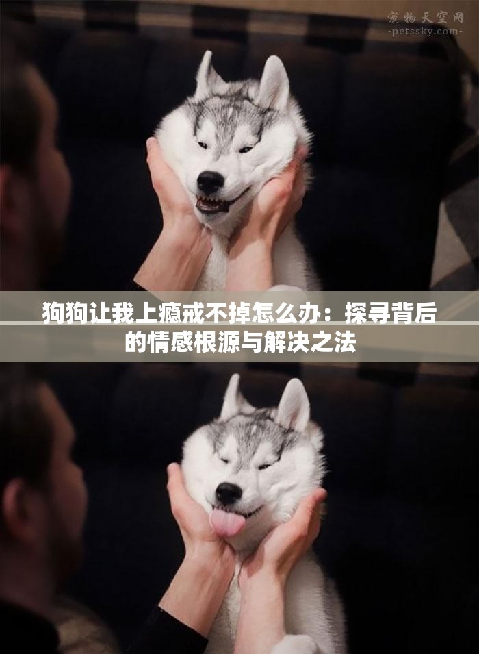 狗狗让我上瘾戒不掉怎么办：探寻背后的情感根源与解决之法