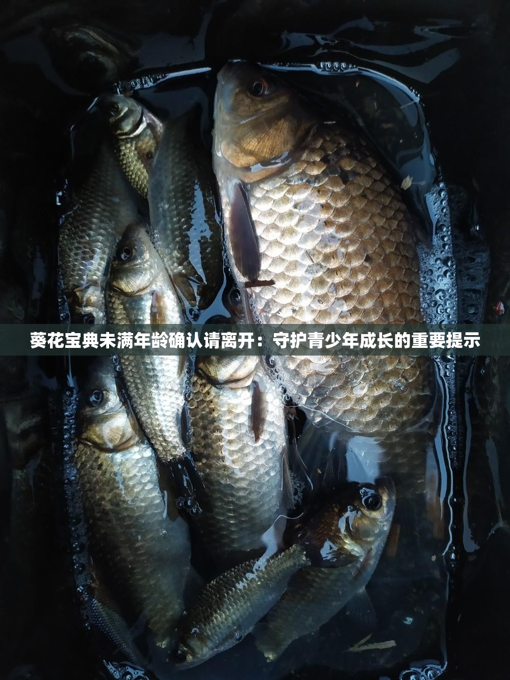 葵花宝典未满年龄确认请离开：守护青少年成长的重要提示