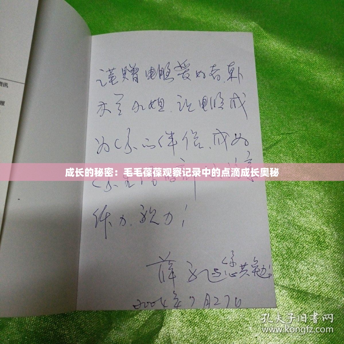 成长的秘密：毛毛葆葆观察记录中的点滴成长奥秘