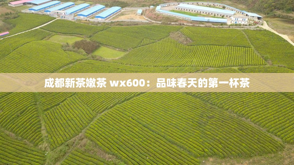 成都新茶嫩茶 wx600：品味春天的第一杯茶