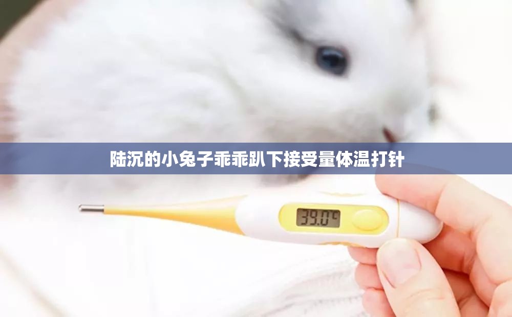 陆沉的小兔子乖乖趴下接受量体温打针