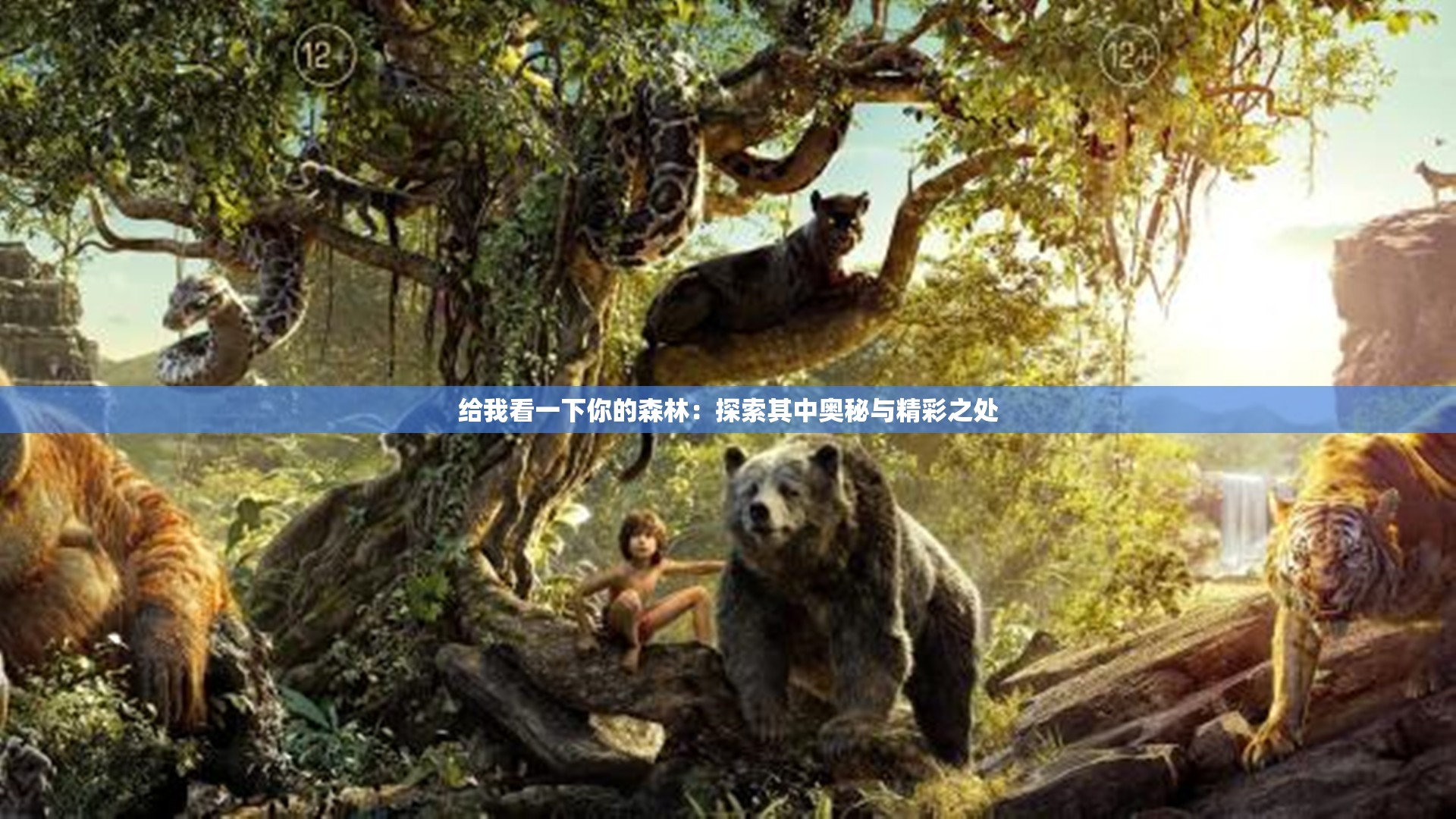 给我看一下你的森林：探索其中奥秘与精彩之处