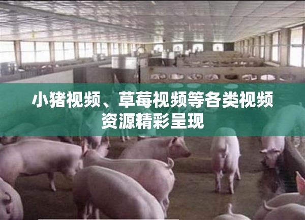 小猪视频、草莓视频等各类视频资源精彩呈现