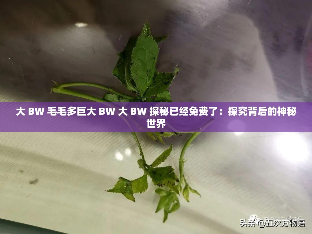 大 BW 毛毛多巨大 BW 大 BW 探秘已经免费了：探究背后的神秘世界