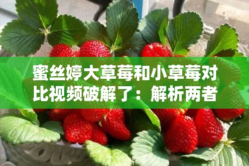 蜜丝婷大草莓和小草莓对比视频破解了：解析两者差异