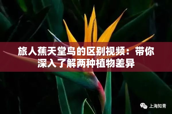 旅人蕉天堂鸟的区别视频：带你深入了解两种植物差异