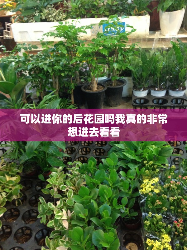 可以进你的后花园吗我真的非常想进去看看