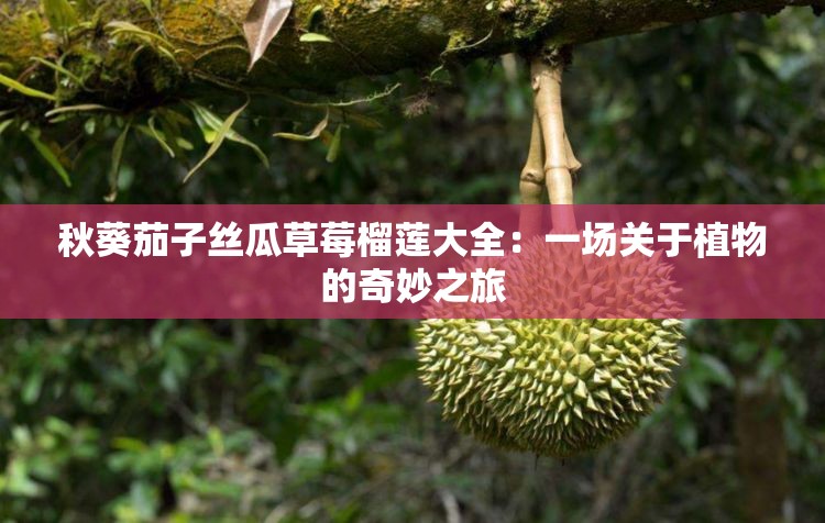 秋葵茄子丝瓜草莓榴莲大全：一场关于植物的奇妙之旅