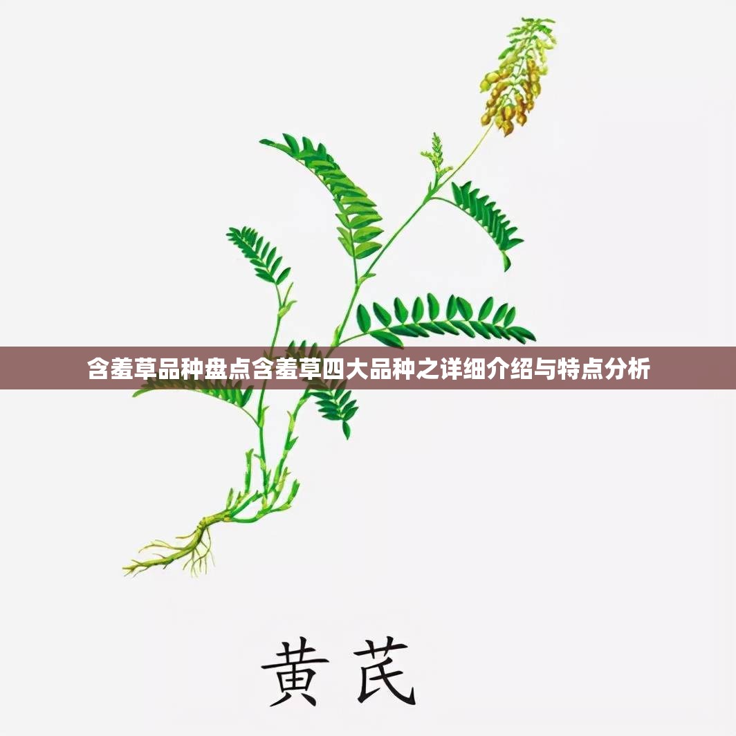 含羞草品种盘点含羞草四大品种之详细介绍与特点分析