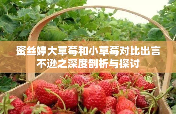 蜜丝婷大草莓和小草莓对比出言不逊之深度剖析与探讨