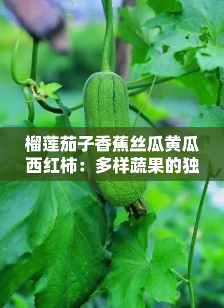 榴莲茄子香蕉丝瓜黄瓜西红柿：多样蔬果的独特魅力与价值