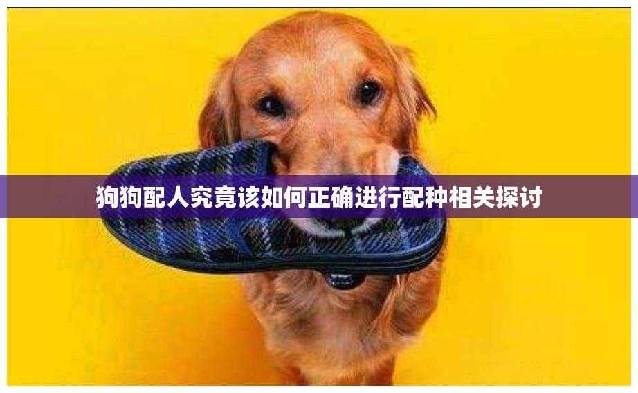 狗狗配人究竟该如何正确进行配种相关探讨