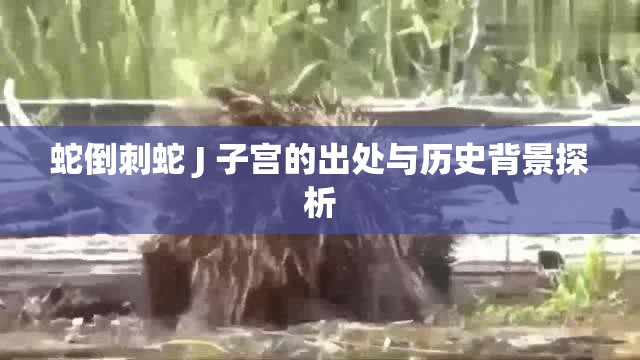 蛇倒刺蛇 J 子宫的出处与历史背景探析