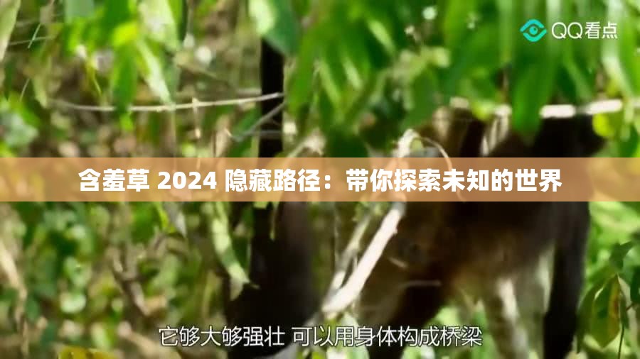含羞草 2024 隐藏路径：带你探索未知的世界
