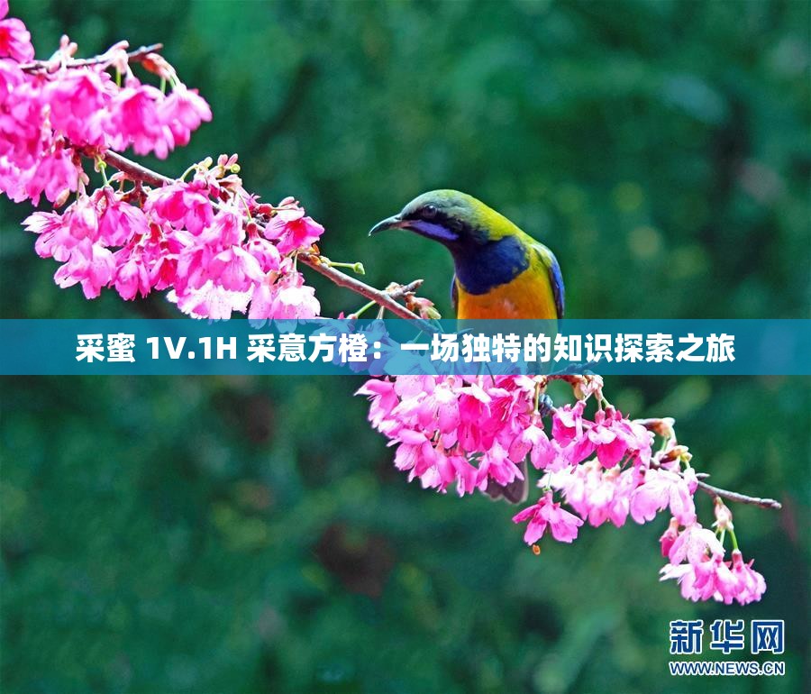 采蜜 1V.1H 采意方橙：一场独特的知识探索之旅