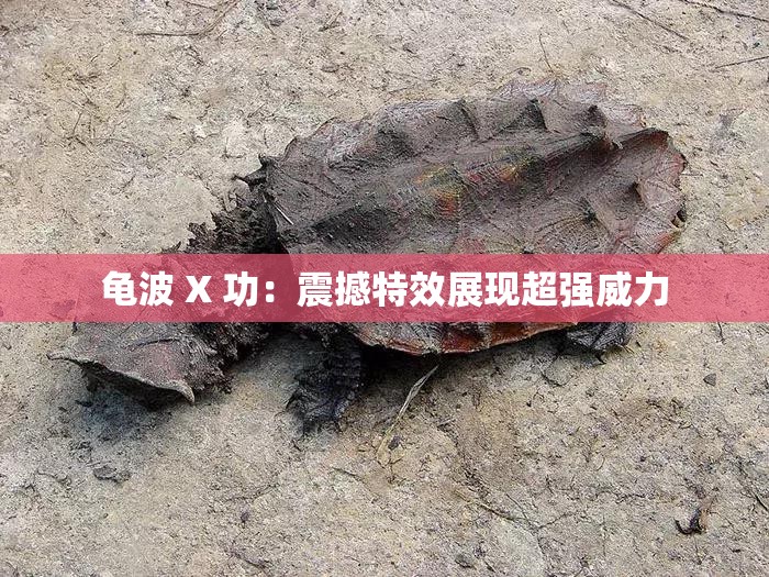 龟波 X 功：震撼特效展现超强威力