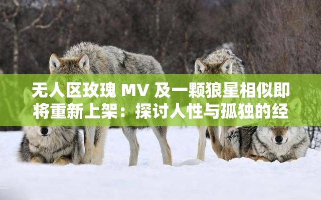 无人区玫瑰 MV 及一颗狼星相似即将重新上架：探讨人性与孤独的经典之作
