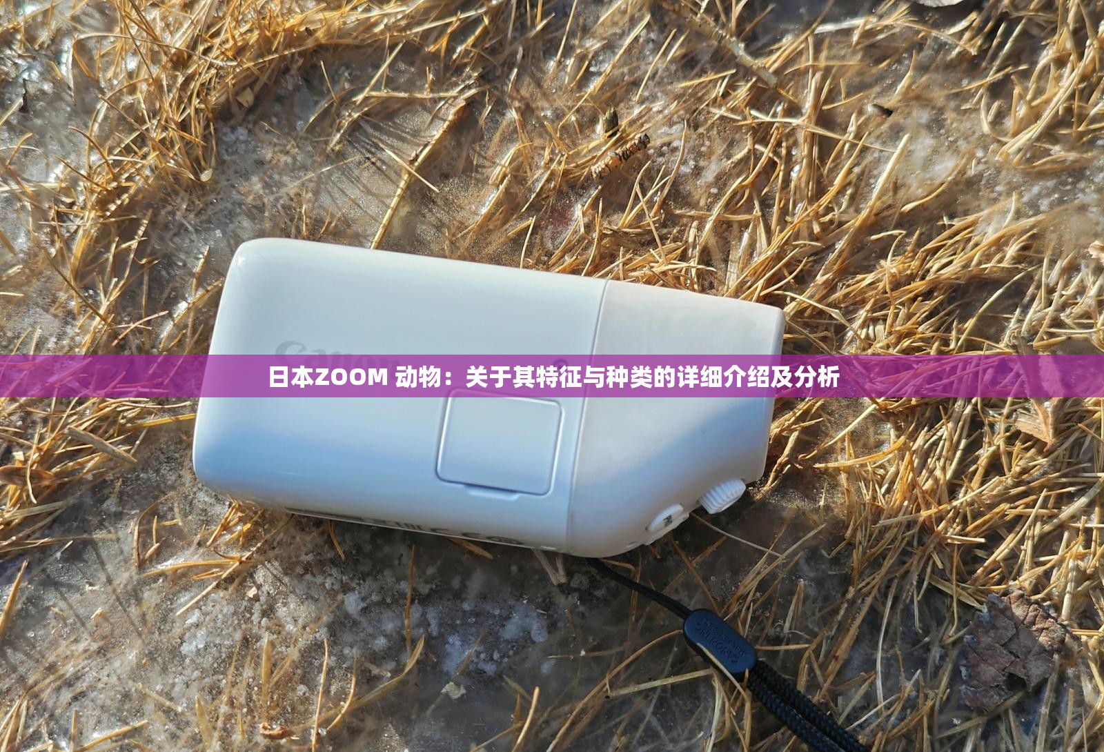 日本ZOOM 动物：关于其特征与种类的详细介绍及分析