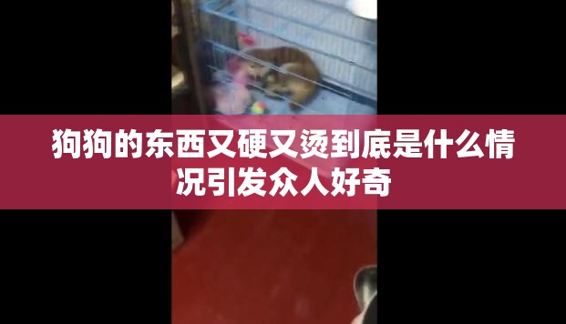 狗狗的东西又硬又烫到底是什么情况引发众人好奇