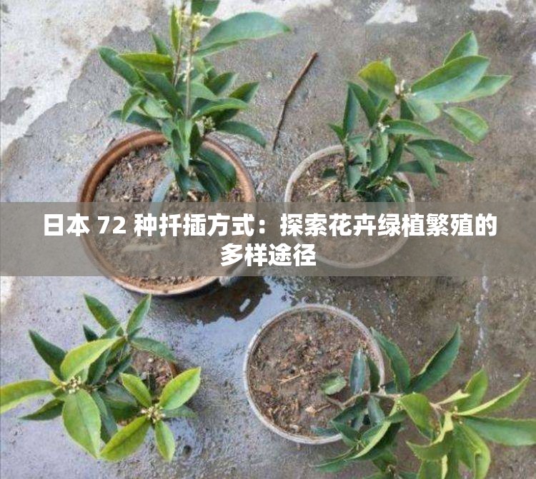 日本 72 种扦插方式：探索花卉绿植繁殖的多样途径