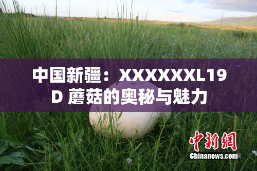 中国新疆：XXXXXXL19D 蘑菇的奥秘与魅力