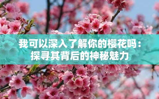 我可以深入了解你的樱花吗：探寻其背后的神秘魅力