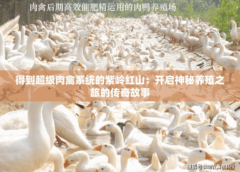 得到超级肉禽系统的紫岭红山：开启神秘养殖之旅的传奇故事