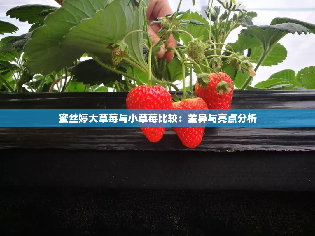 蜜丝婷大草莓与小草莓比较：差异与亮点分析