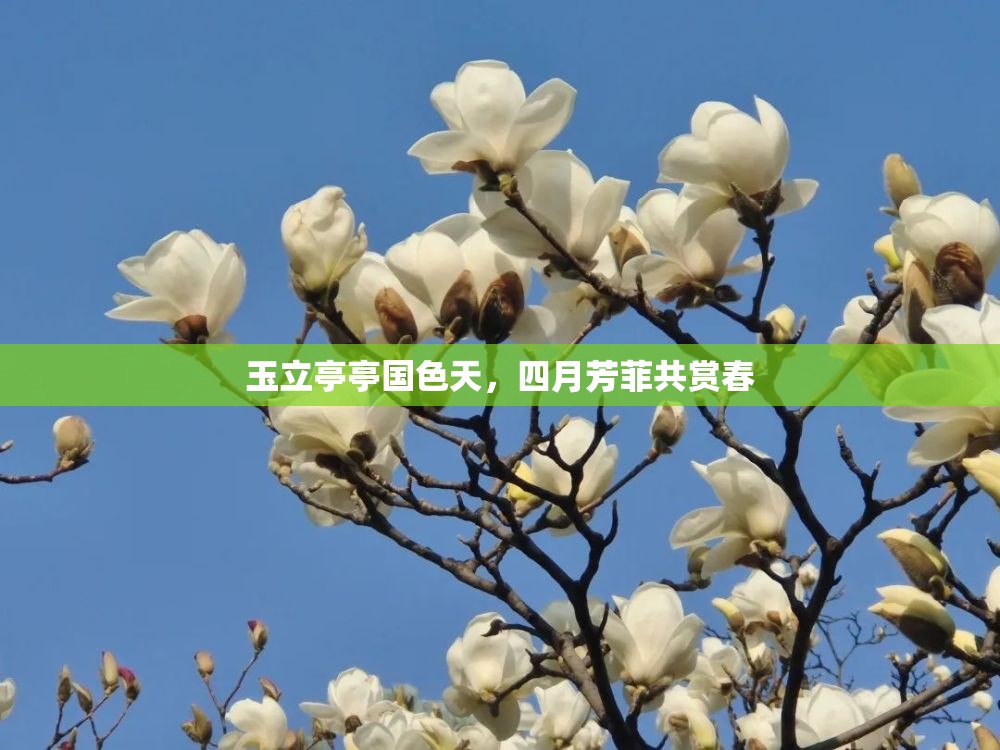 玉立亭亭国色天，四月芳菲共赏春