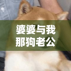婆婆与我那狗老公该如何相处呢