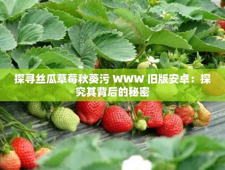 探寻丝瓜草莓秋葵污 WWW 旧版安卓：探究其背后的秘密