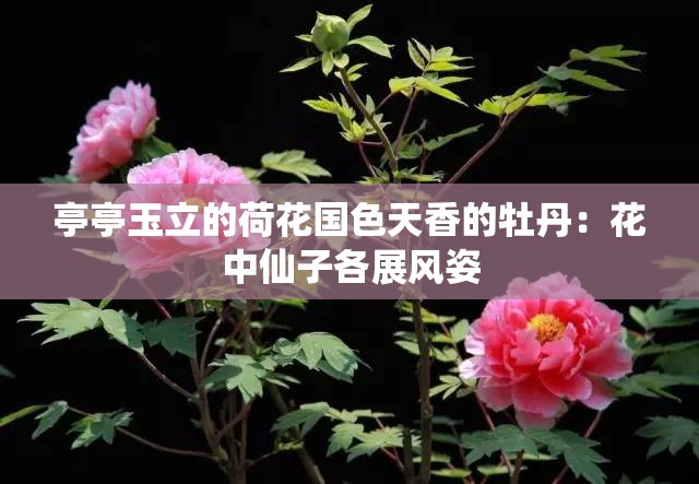 亭亭玉立的荷花国色天香的牡丹：花中仙子各展风姿