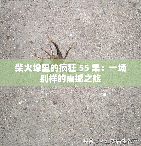 柴火垛里的疯狂 55 集：一场别样的震撼之旅