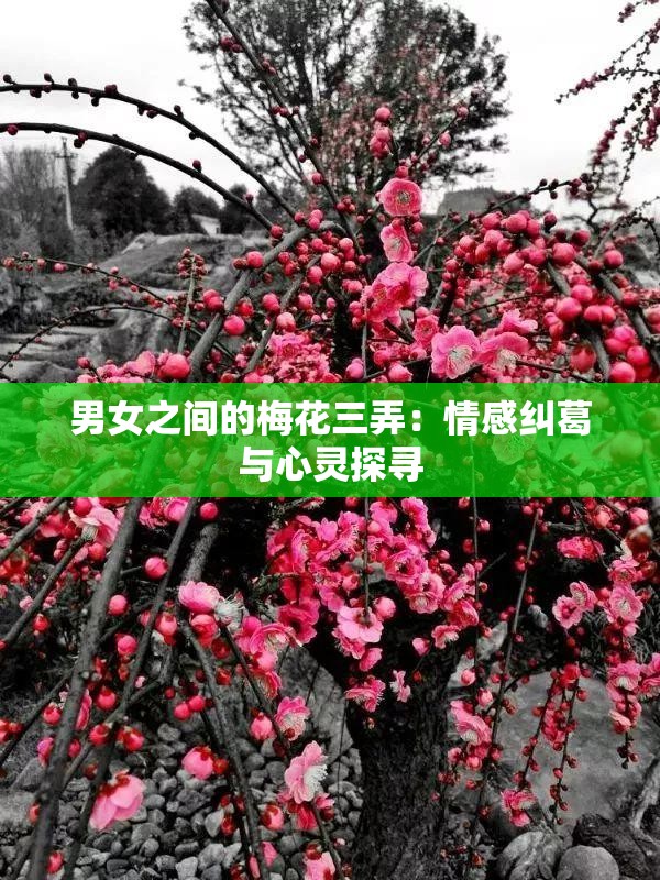 男女之间的梅花三弄：情感纠葛与心灵探寻
